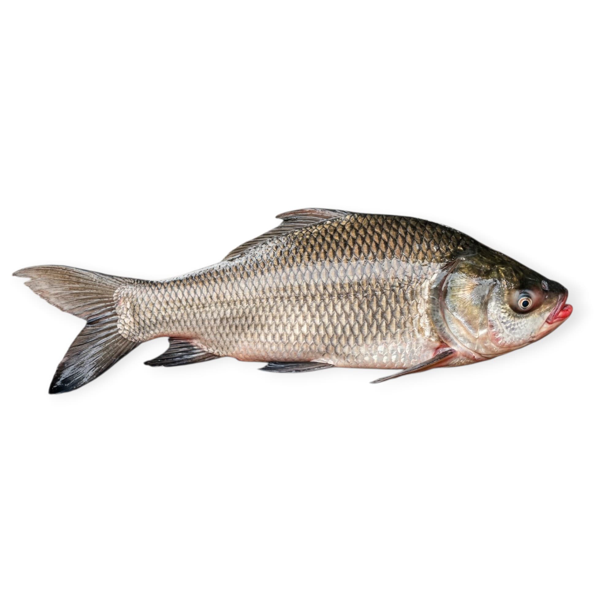 ৩০০-৫০০ গ্রামের রুই মাছ